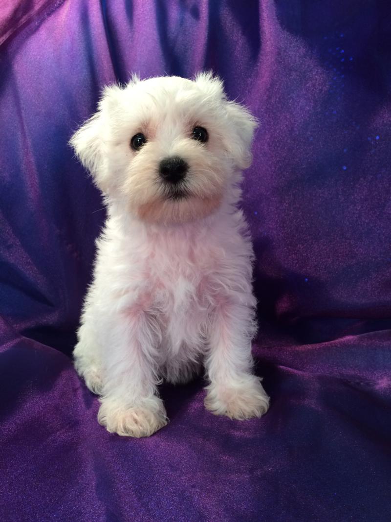 All White Female Miniature Schnoodle Pup for sale- Professionally Bred Schnoodle Litter
